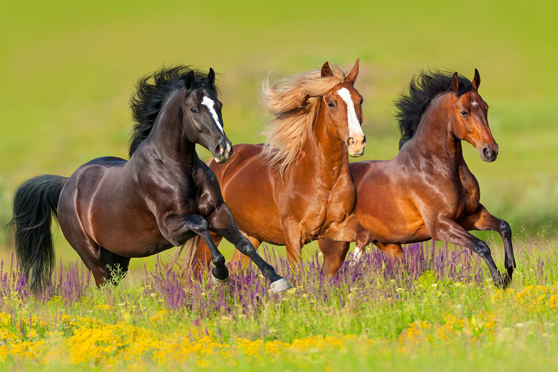 Horses Selection